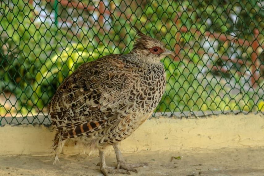 Shimla Himalayan Bird Park_3